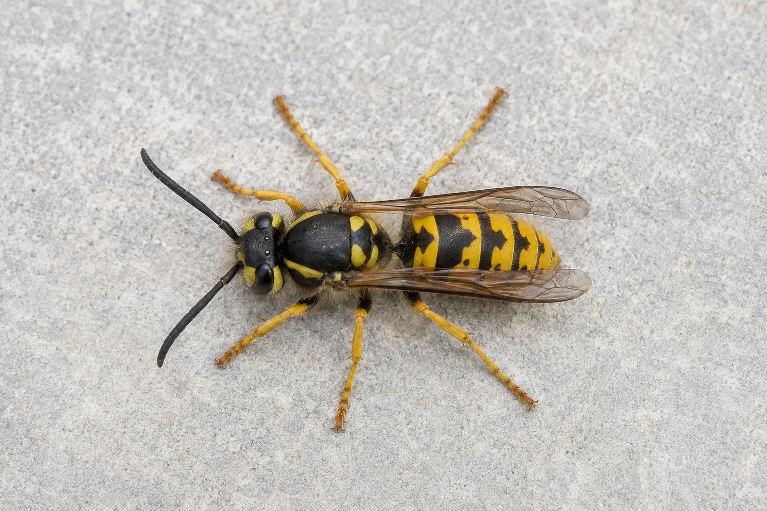 Full-body photograph of a common yellowjacket